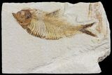 Diplomystus Fossil Fish - Wyoming #103965-1